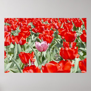Poster USA, Kansas. Champ De Tulipes