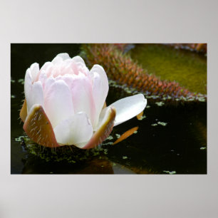 Poster USA, Kansas, Light Pink Water Lilly Blooming
