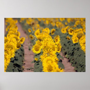 Poster USA, Kansas. Tournesols (Helianthus Annuus)