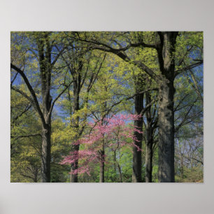 Poster USA, Kentucky, Louisville. Redbud oriental