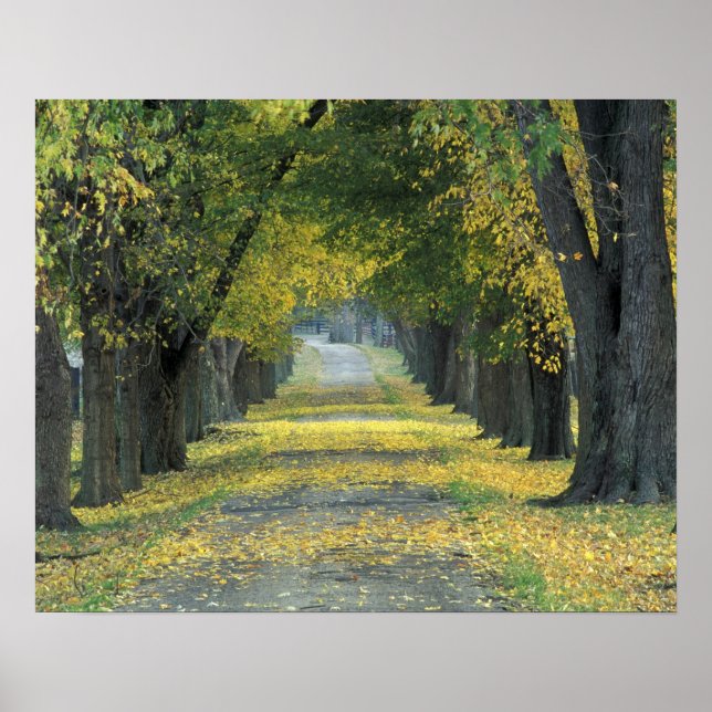 Poster USA, Kentucky, Louisville. Route bordée d'arbres d (Devant)
