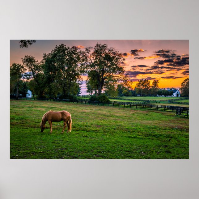 Poster USA, Lexington, Kentucky. Cheval solitaire au couc (Devant)
