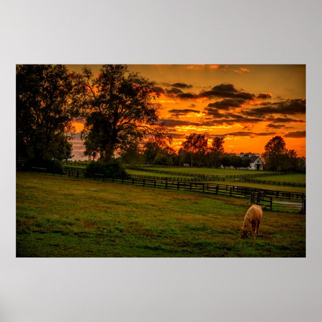 Poster USA, Lexington, Kentucky. Cheval solitaire au couc (Devant)
