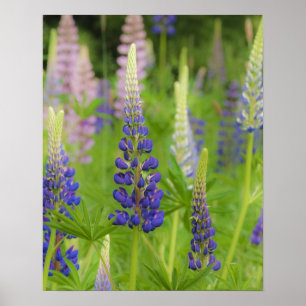 Poster USA, Maine, Parc national de l'Acadie. Champ