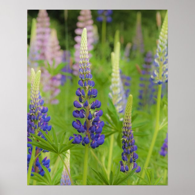 Poster USA, Maine, Parc national de l'Acadie. Champ (Devant)
