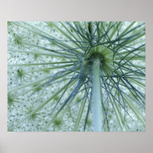 Poster USA, Michigan. La dentelle de la reine-Anne vue de