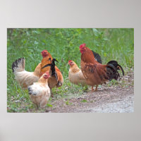 USA, Nebraska. Chickens (homonymie)