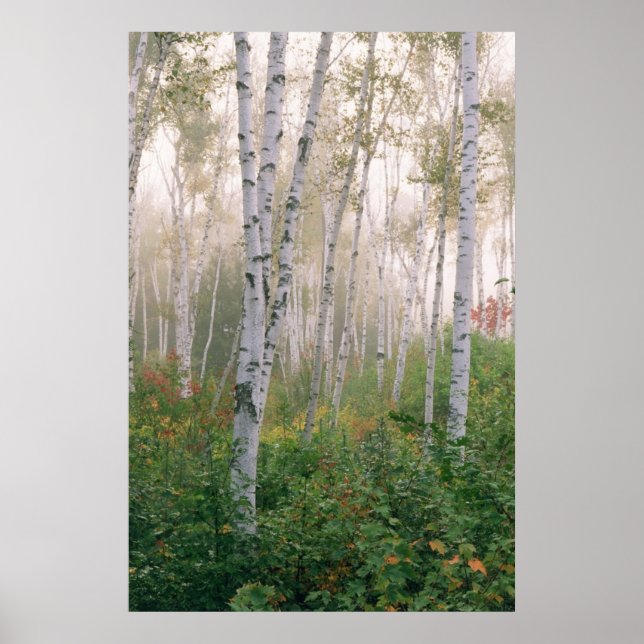 Poster USA, New Hampshire. Les bouleaux dans le dégagemen (Devant)