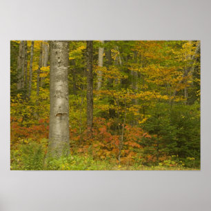 Poster USA, New Hampshire, Livermore, White Mountain