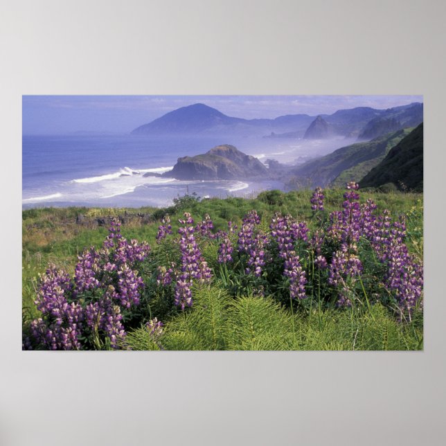 Poster USA, Oregon, Nesika Beach. Lupine et Oregon (Devant)