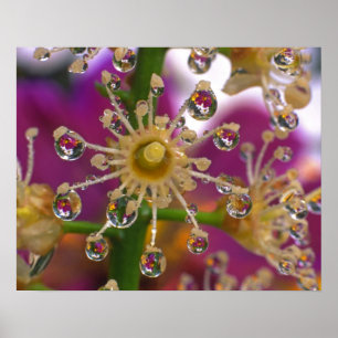 Poster USA, Oregon, Portland. Les fleurs de cosmos se ref