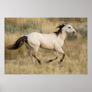 Poster USA, Oregon, Seneca, Ponderosa Ranch. Cheval