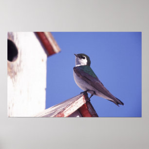 Poster USA, Oregon. Violet-Green Swallow Tachycineta