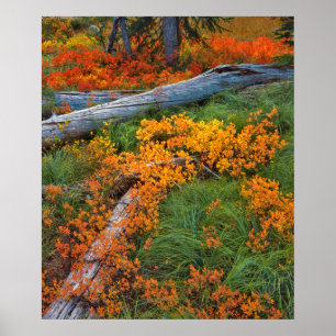 Poster USA, Oregon, Willamette National Forest