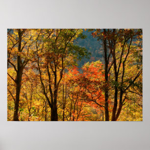 Poster USA, Tennessee. Folithe d'automne