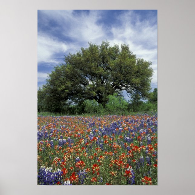 Poster USA, Texas, Marble Falls Paintbrush et (Devant)