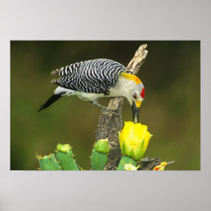 Poster USA, Texas, Rio Grande Valley, McAllen. Homme