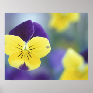 Poster USA, Utah, Cache Valley Detail d'un Johnny Jump