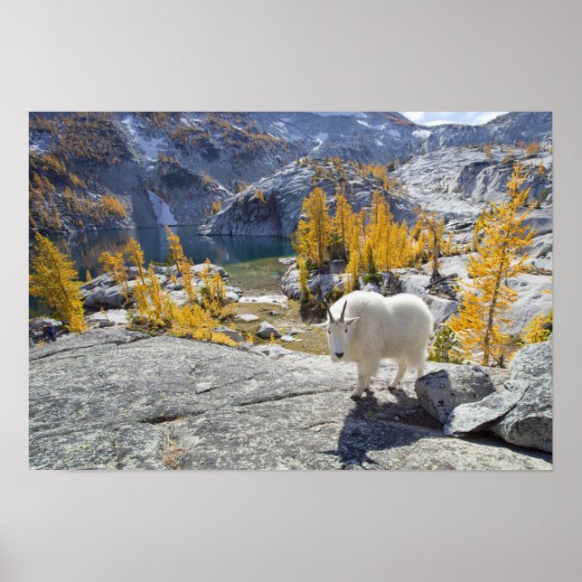 Poster USA, WA, Alpine Lakes WI-lderness Enchantments. (Devant)