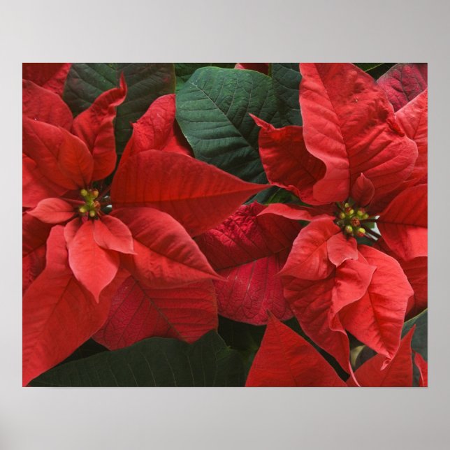 Poster USA, WA, Red Poinsettia Detail (Euphorbia (Devant)