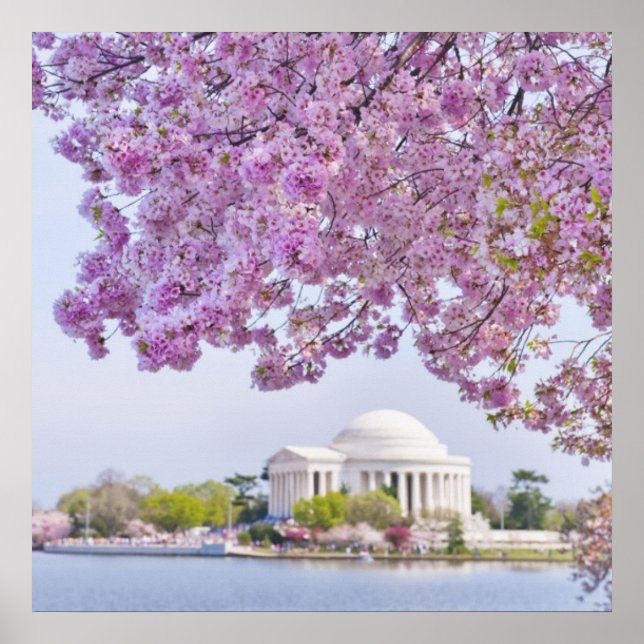 Poster USA, Washington DC, Cherry tree in floraison (Devant)