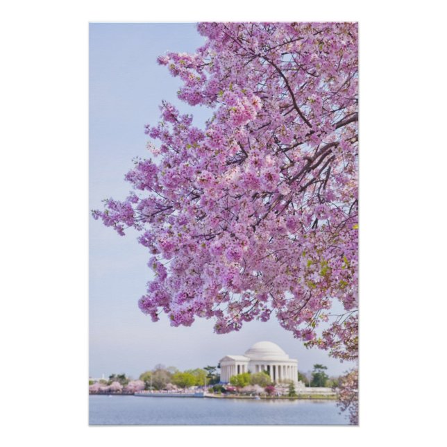 Poster USA, Washington DC, Cherry tree in floraison (Devant)
