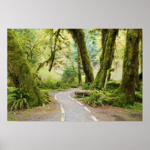 Poster USA, Washington, Olympic National Park, Randonnée