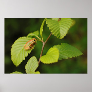 Poster USA, Washington, Seattle, Discovery Park