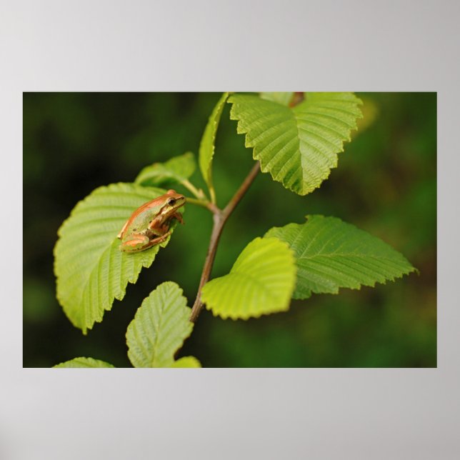 Poster USA, Washington, Seattle, Discovery Park (Devant)