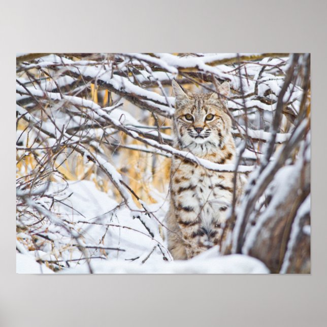 Poster USA, Wyoming, Bobcat assis dans la neige (Devant)
