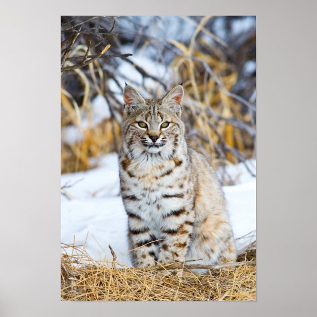 Poster USA, Wyoming, Portrait de Bobcat assis (Devant)