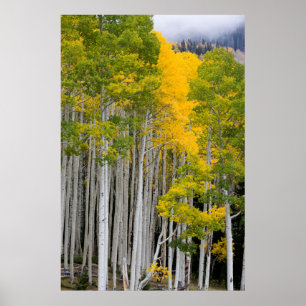 Poster Utah. États-Unis Arbres d'Aspen (Populus Tremuloid