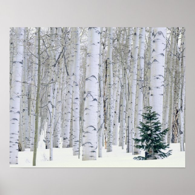 Poster UTAH. États-Unis Aspen (Populus tremuloides) et Do (Devant)