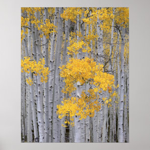 Poster UTAH. ÉTATS-UNIS. Bosquet de trembles (Populus tre