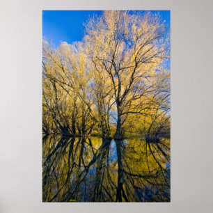 Poster Utah. États-Unis. Saules à feuilles de pêcher