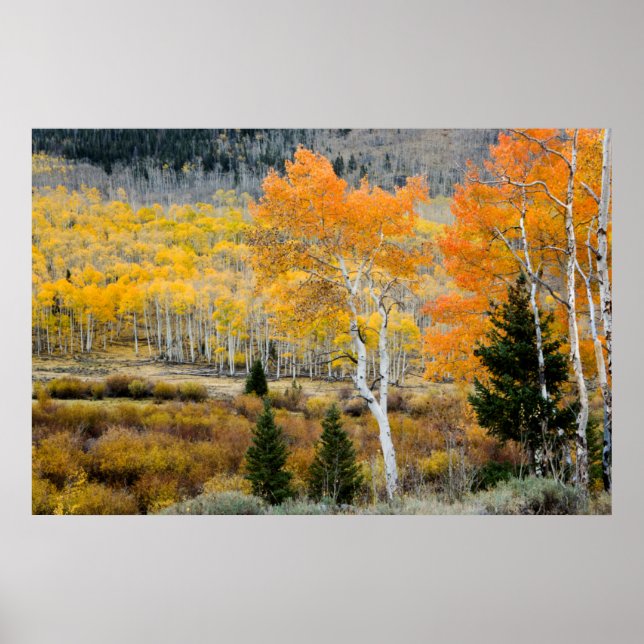 Poster Utah, USA. Arbres D'Aspen Et Épais De Saule (Devant)