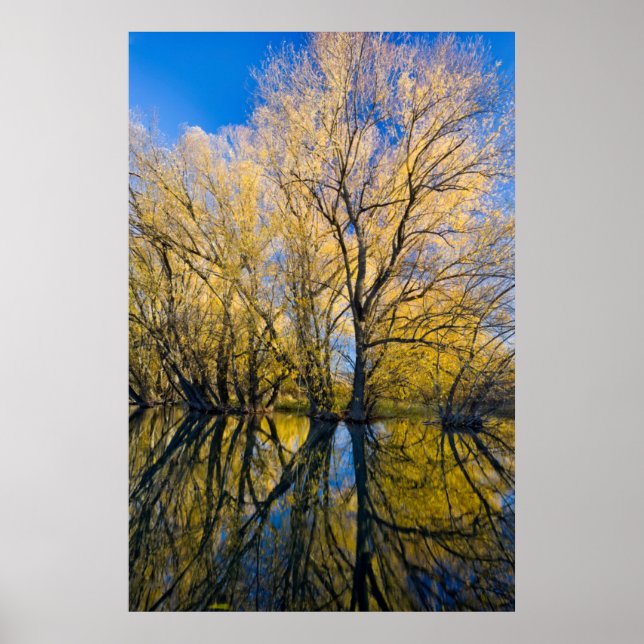 Poster Utah. USA Peachleaf Willow (Devant)