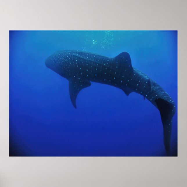 Poster Utila Whale Shark (Devant)