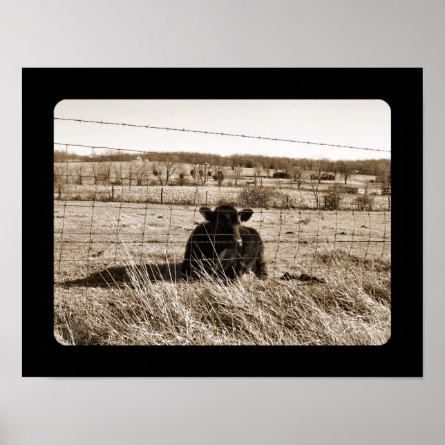Poster Vache (Devant)