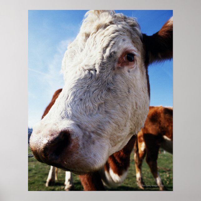 Poster Vache au champ, gros plan (Devant)