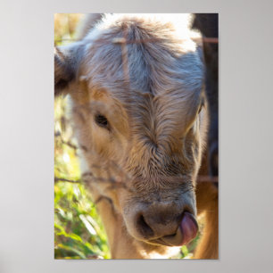 Poster Vache avec langue Sticking Out Imprimer