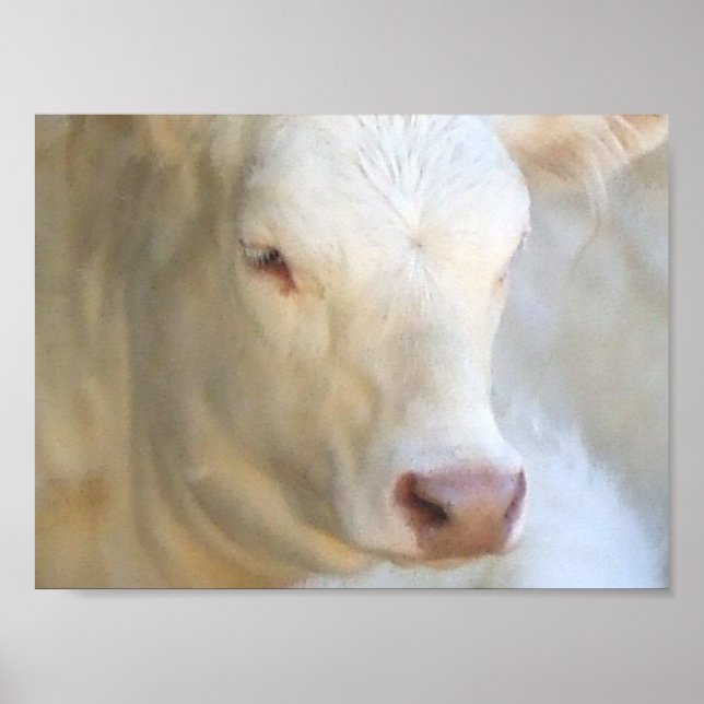 Poster Vache blanche (Devant)