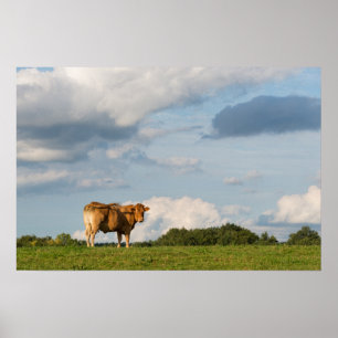 Poster Vache Blonde d'Aquitaine en Dordogne, France