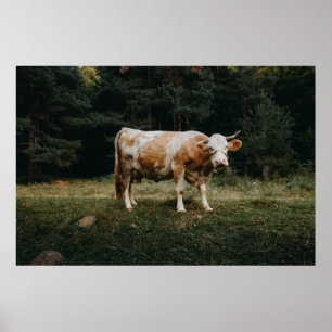 Poster VACHE CHAINÉE Brown ET BLANCHE