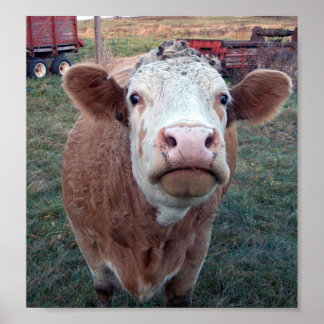 Poster Vache curieuse