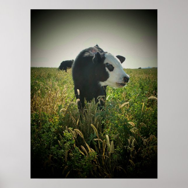 Poster Vache dans le pâturage (Devant)