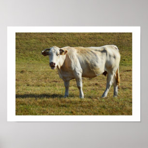 Poster Vache de Blonde Aquitaine