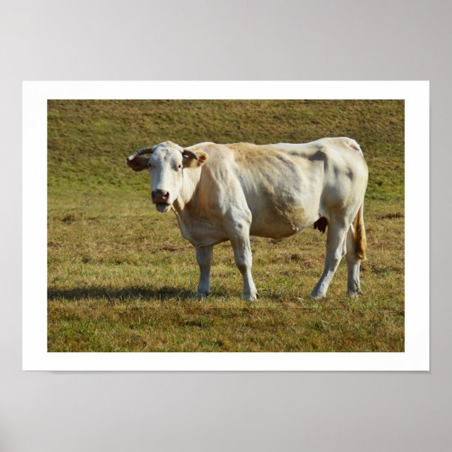 Poster Vache de Blonde Aquitaine (Devant)