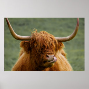 Poster Vache de boeuf Highland lécher son nez