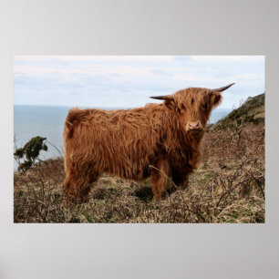 POSTER VACHE DE HIGHLAND, ÉCOSSE
